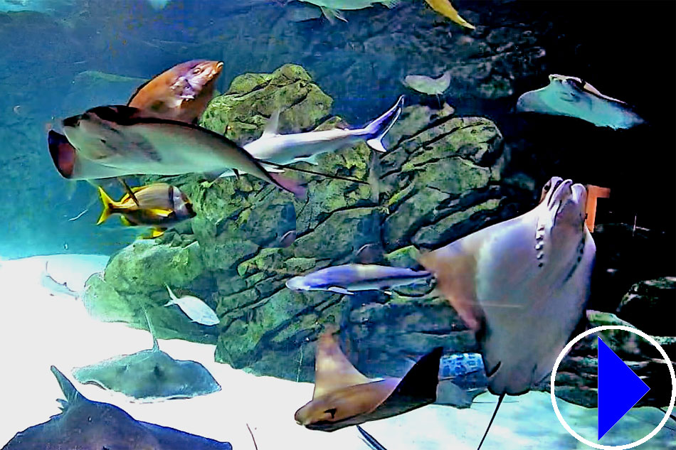 Rays at ripleys aquarium