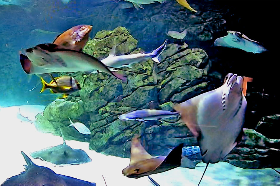rays at ripleys aquarium