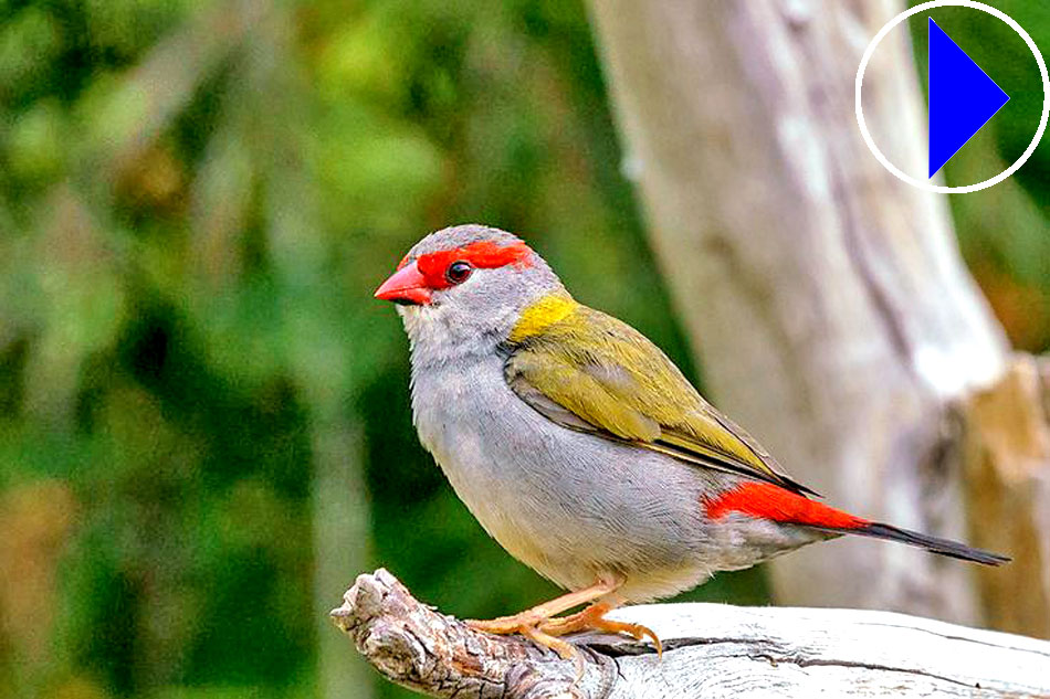 red browed finche