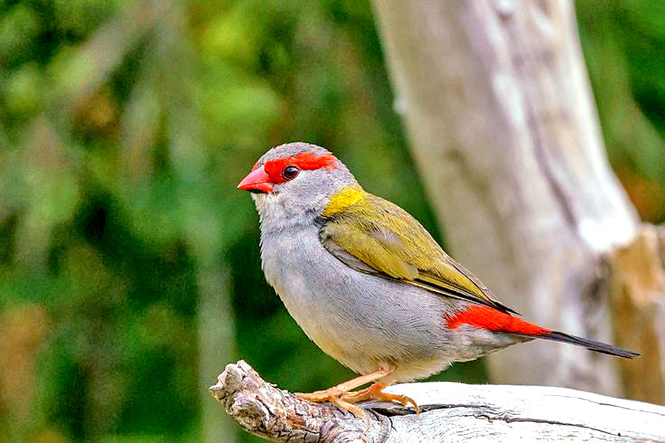 red browed finch