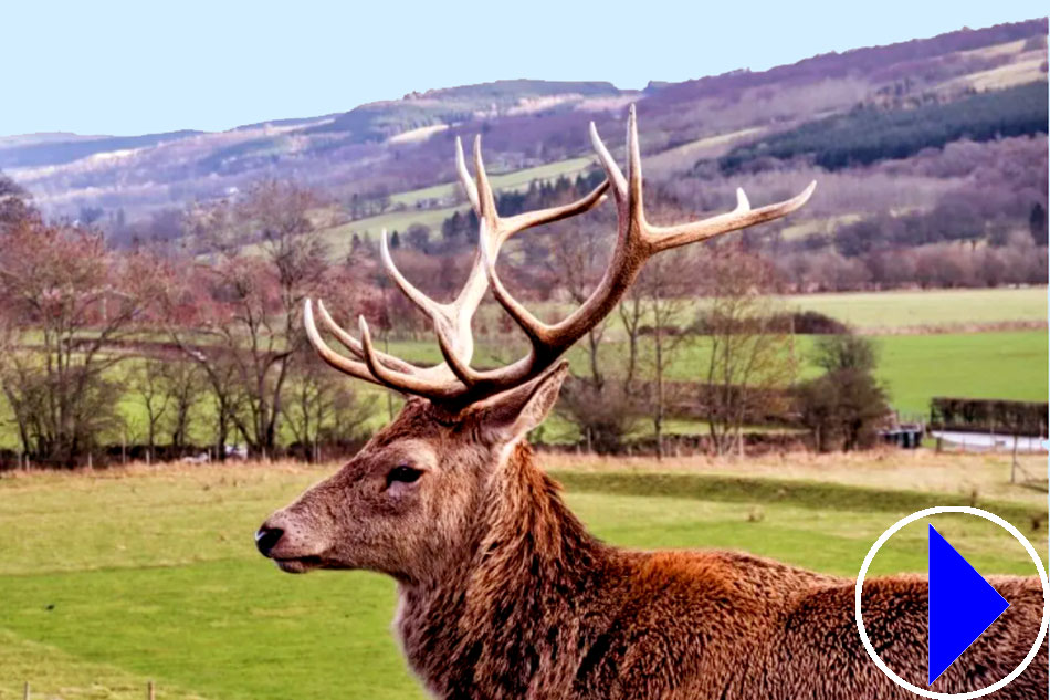 a red deer stag