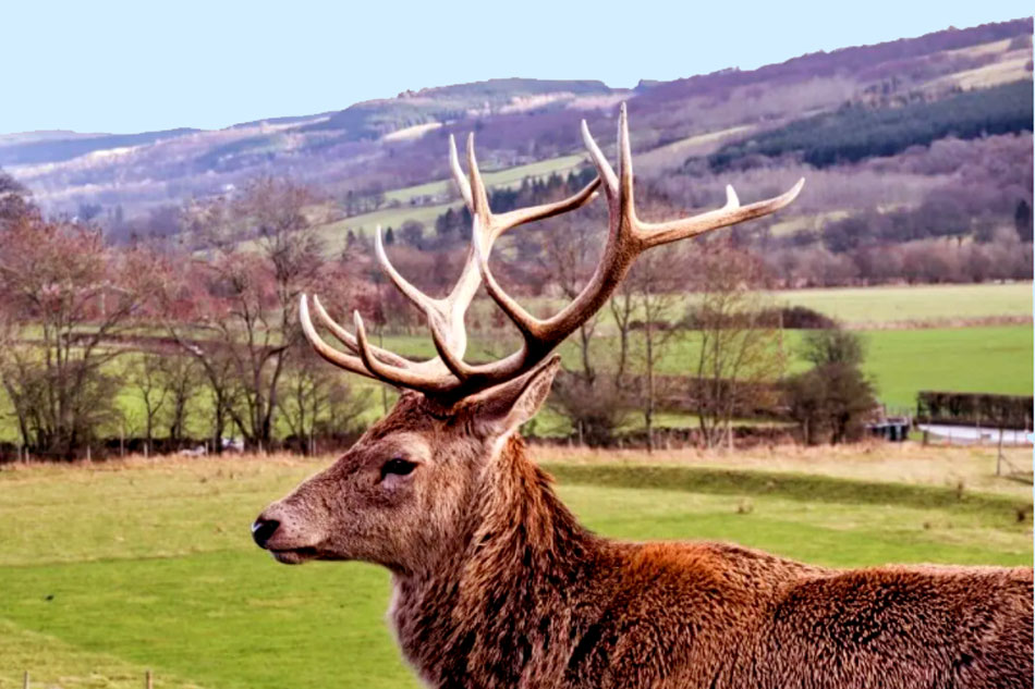 RED DEER STAG