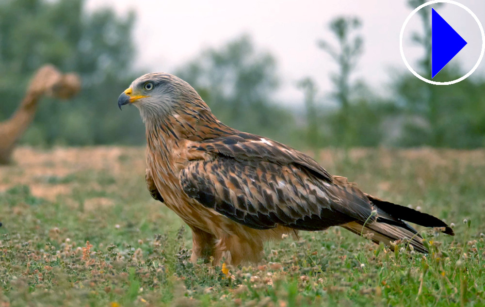 red kite in spain 