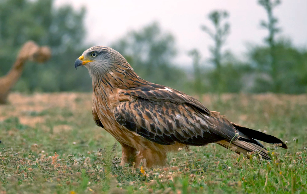 red kite in spain