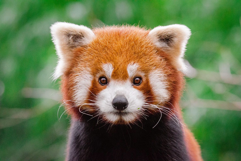 Red Panda face