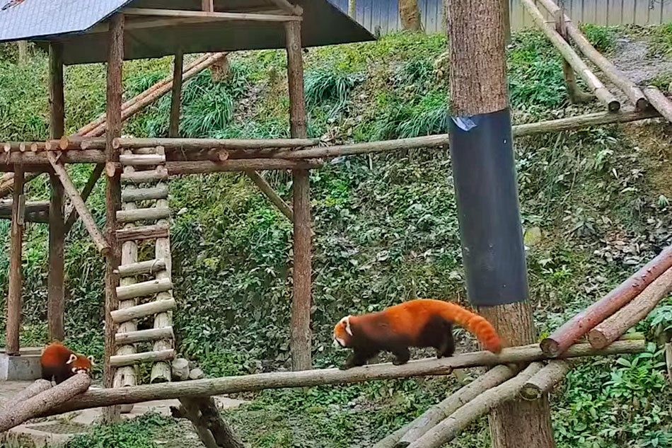 red pandas in china