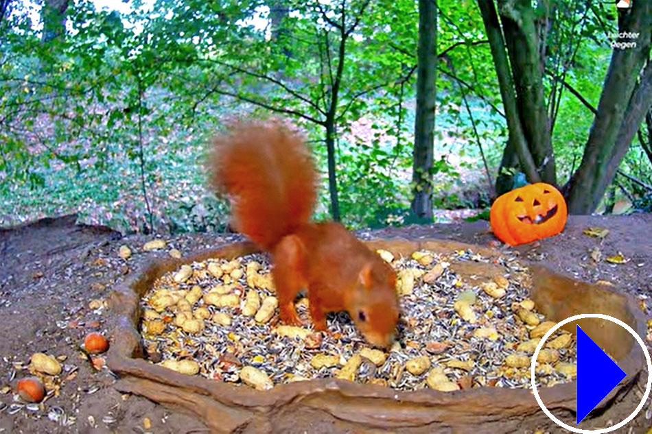 red squirrel at a feeder