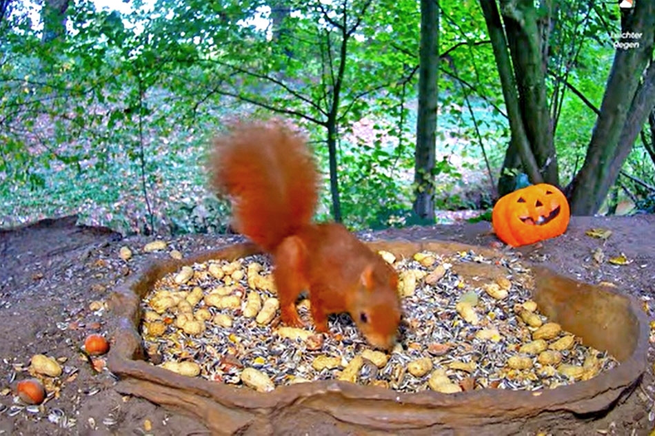 a red squirrel feeding