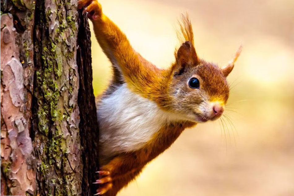 red squirrel on a tree trunk