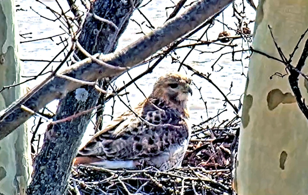 red tailed hawk on a nest in pennsylvania