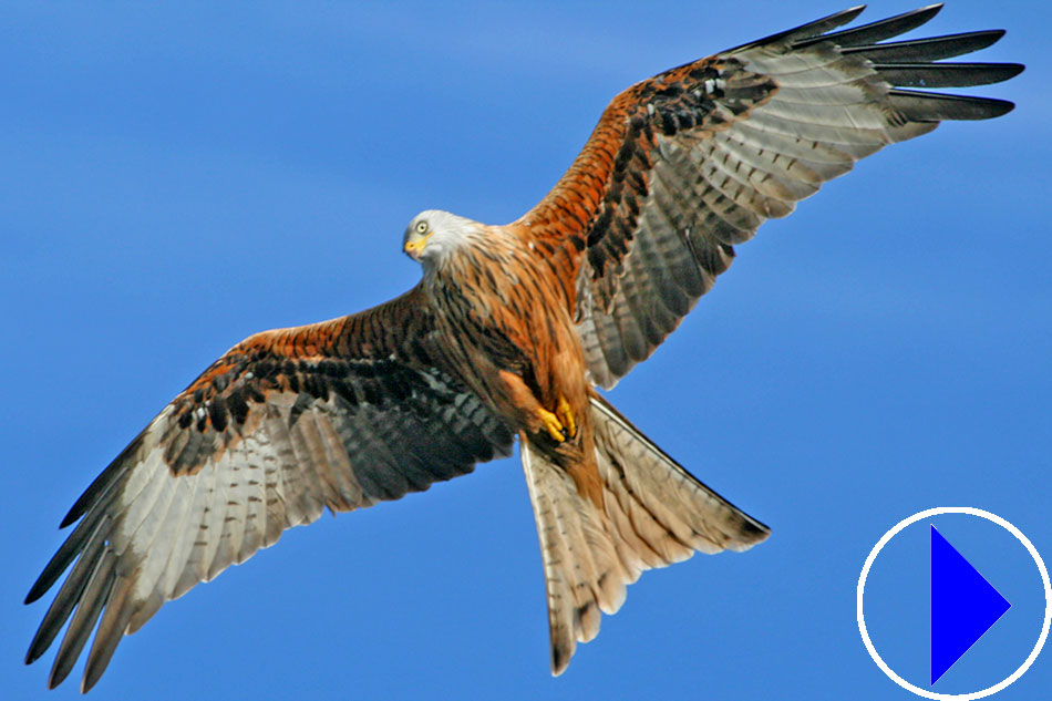 red kite in flight