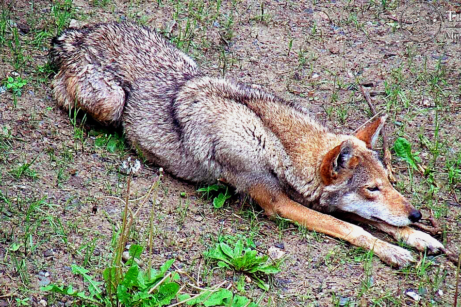 red wolf at trevor zoo