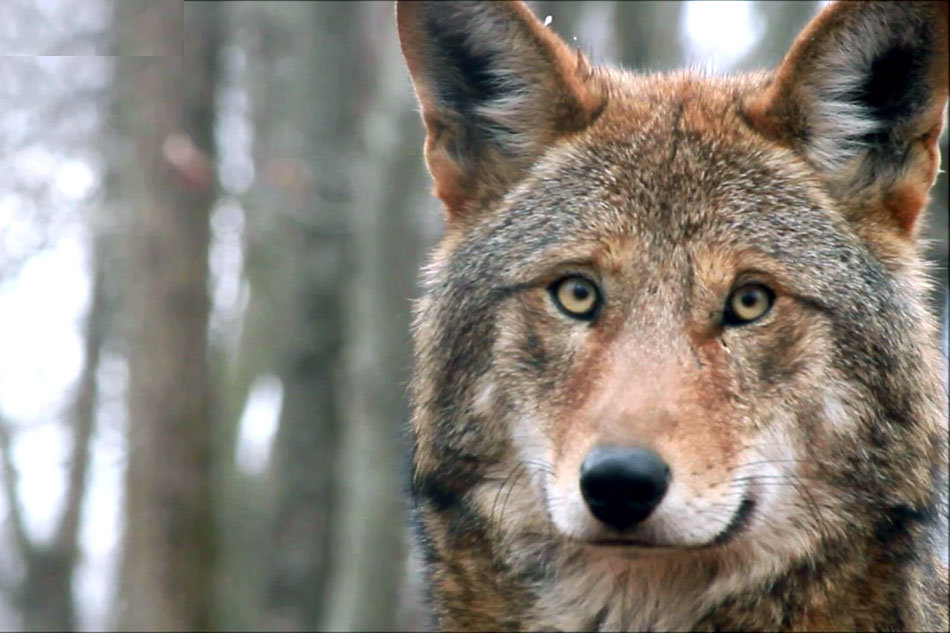 face of a red wolf