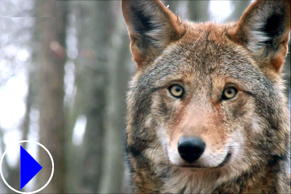 Live Streaming Webcam - Red Wolves - Wolf Conservation Centre