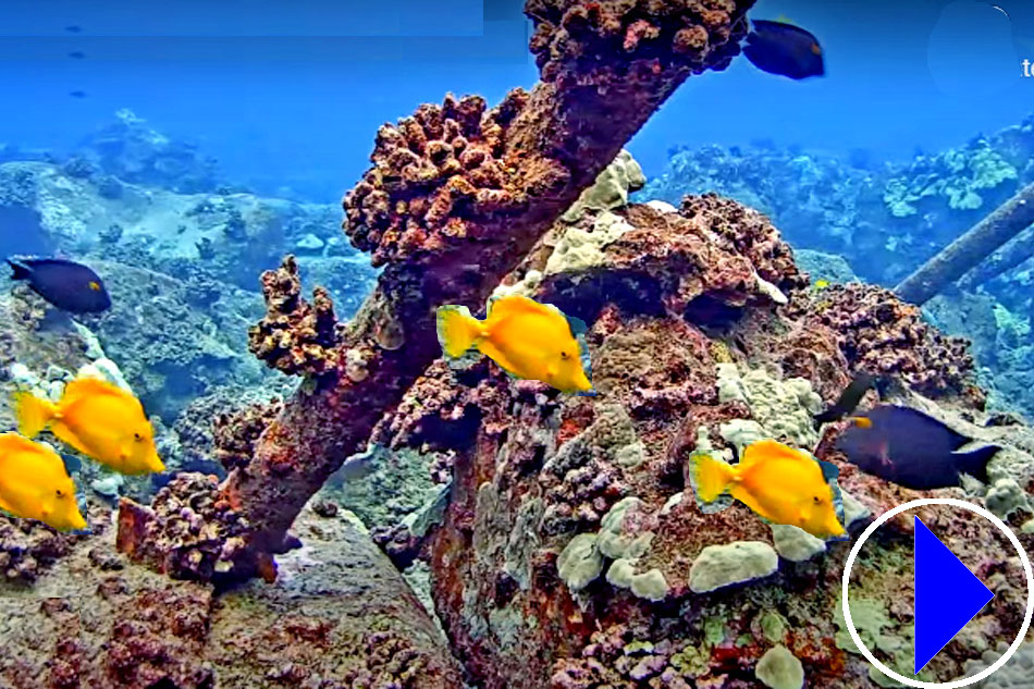 reef fish