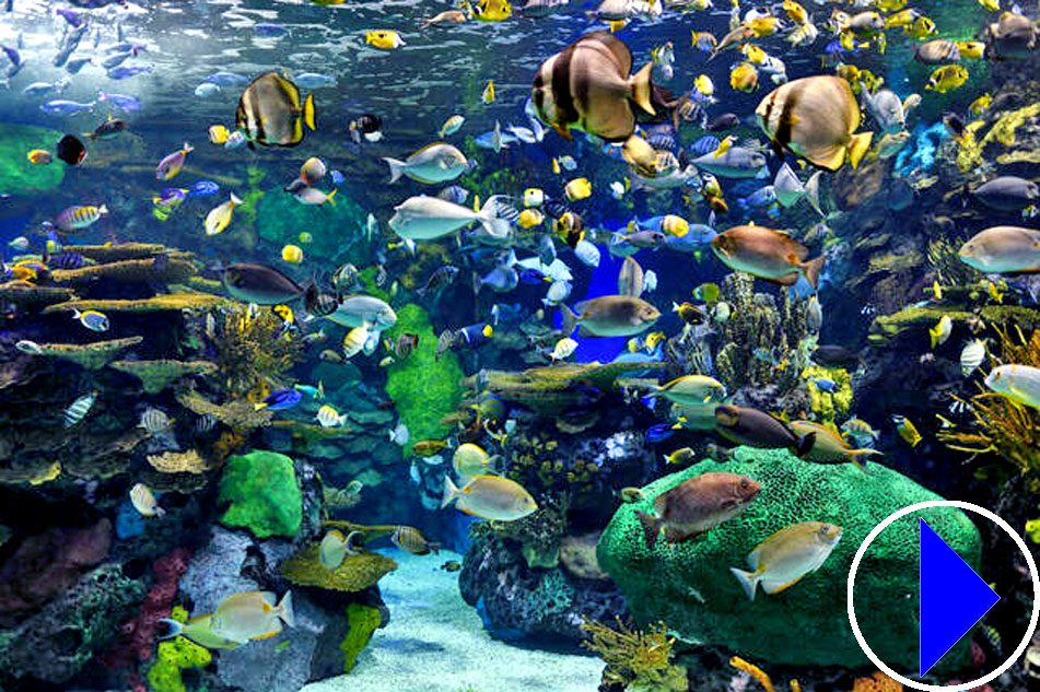 reef fish at ripleys aquarium