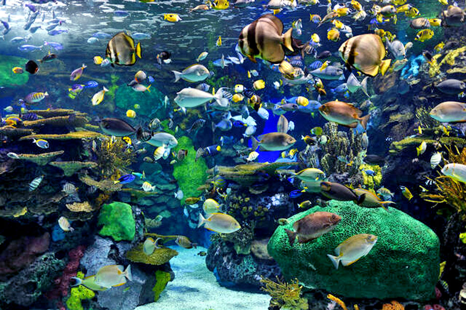 reef fish at ripleys aquarium