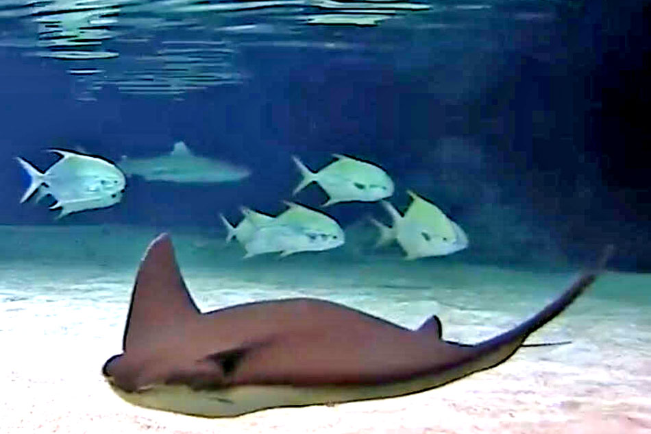 cownose ray in an aquarium