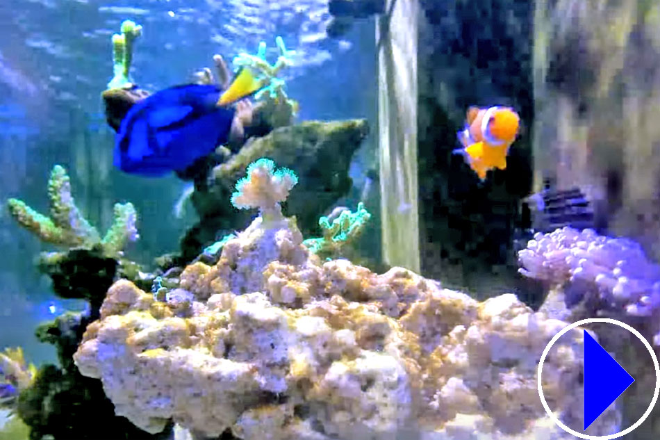 aquarium with fish and a reef