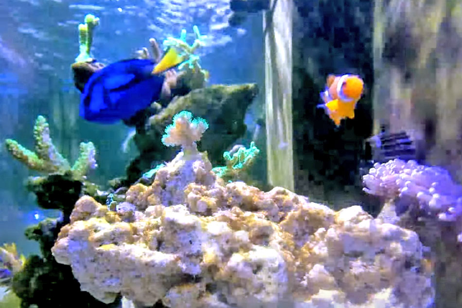 home reef tank aquarium 