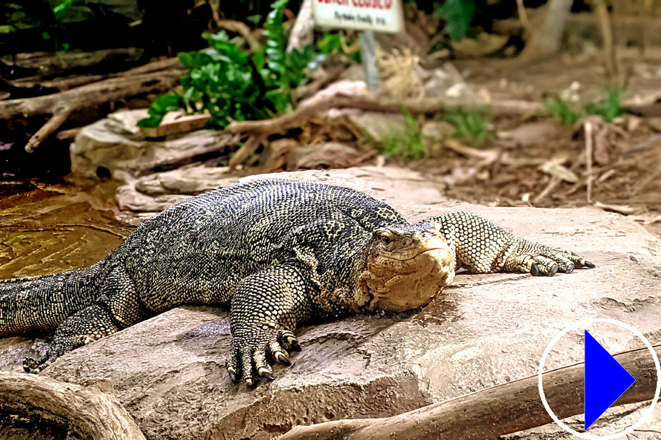 reptiles at detroit zoo