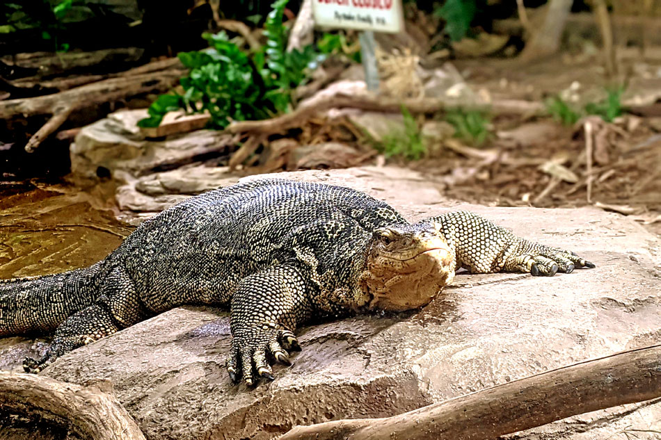 reptile at detroit zoo