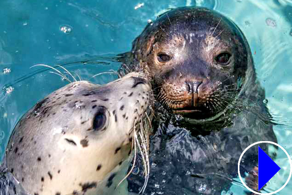 seals