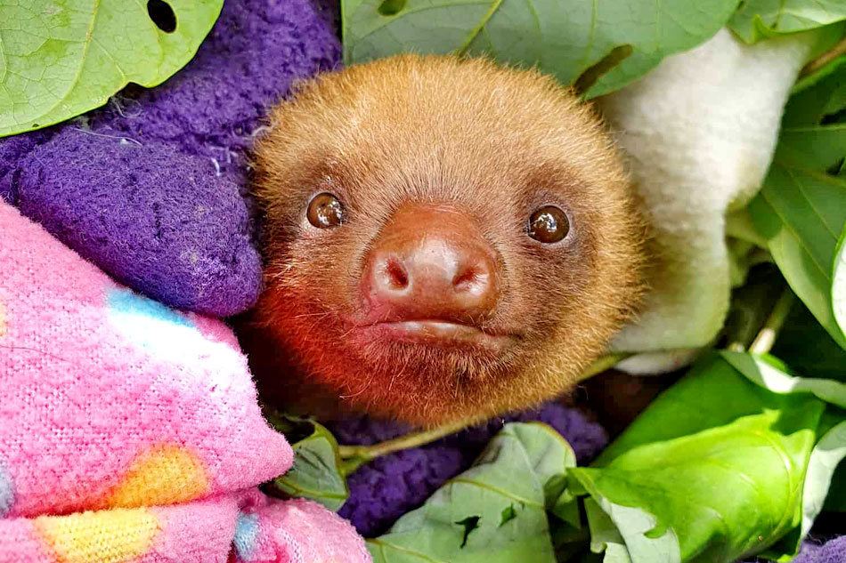 rescued baby sloth