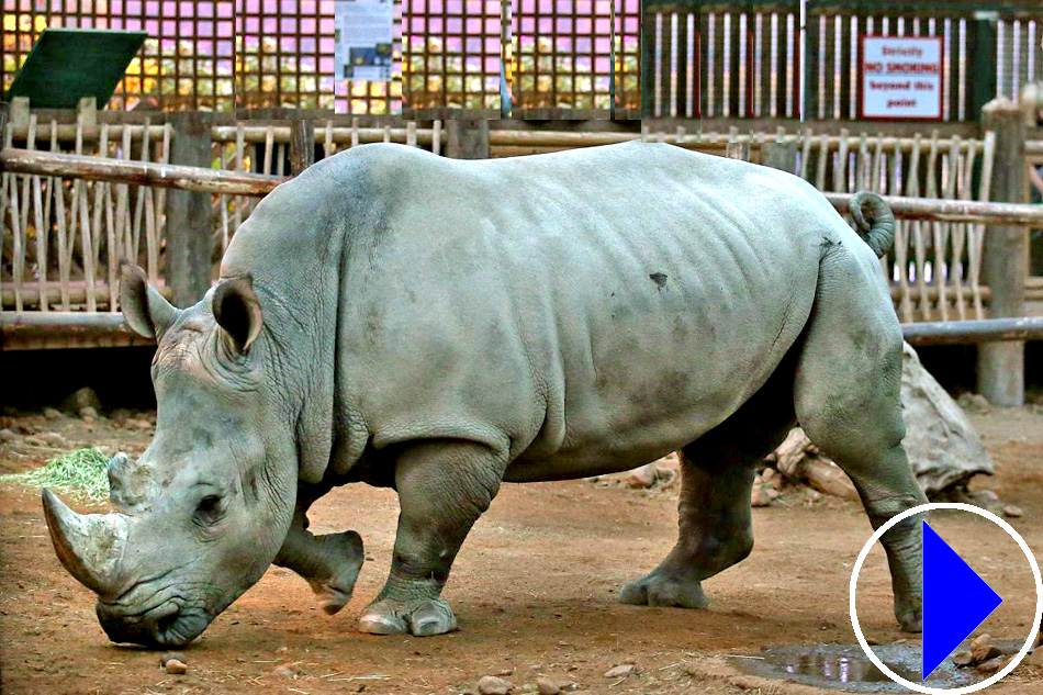 rhino at blair drummond safari park 
