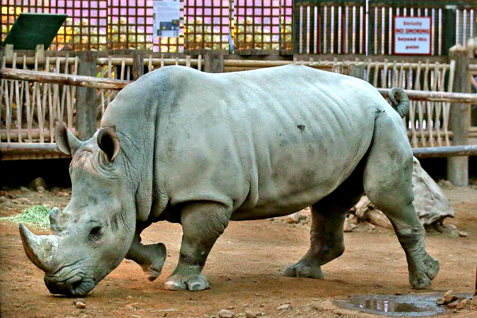 rhino at blair drummond safari park