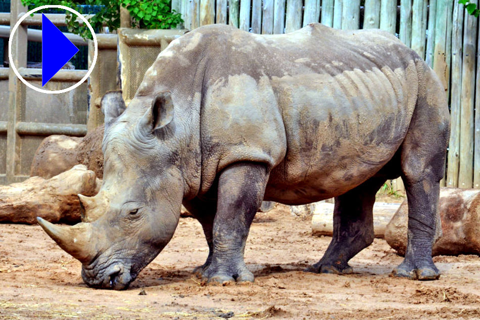 Adult white Rhino at Houston Zoo