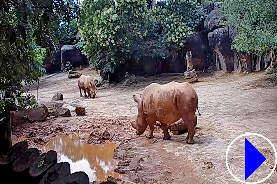 rhinos at Maryland Zoo
