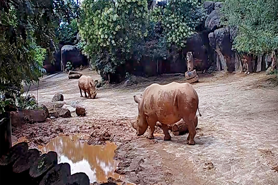 rhinos at maryland zoo