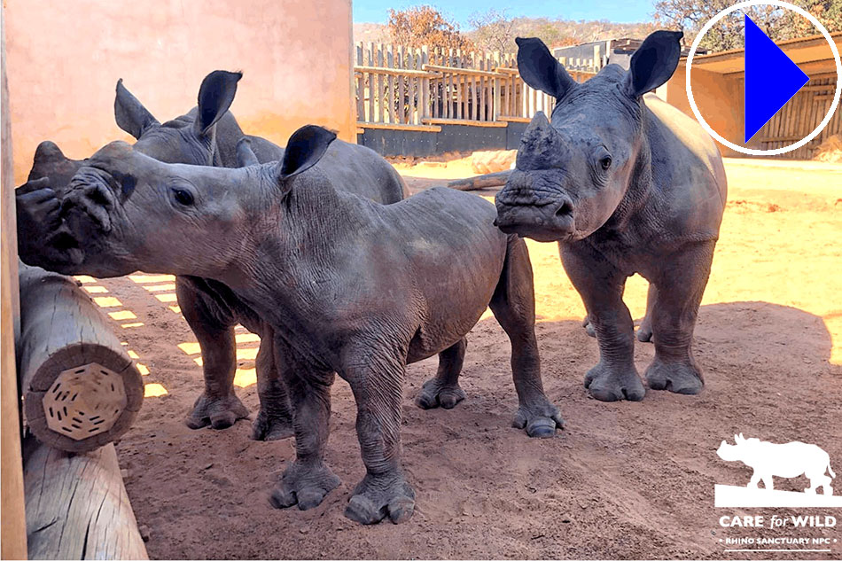 orphaned rhinos