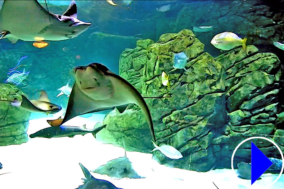 sharks and rays at ripleys aquarium
