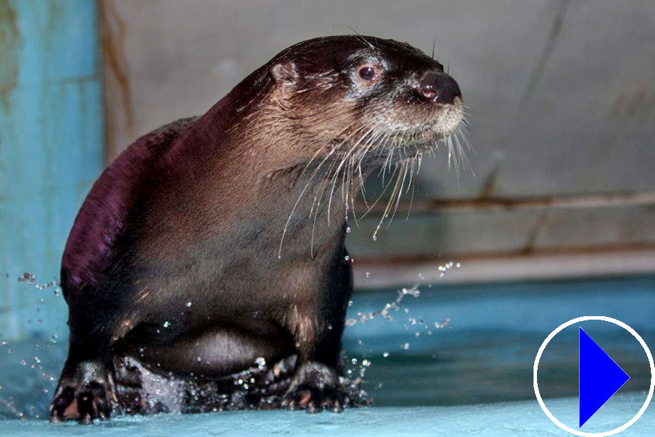 river otters