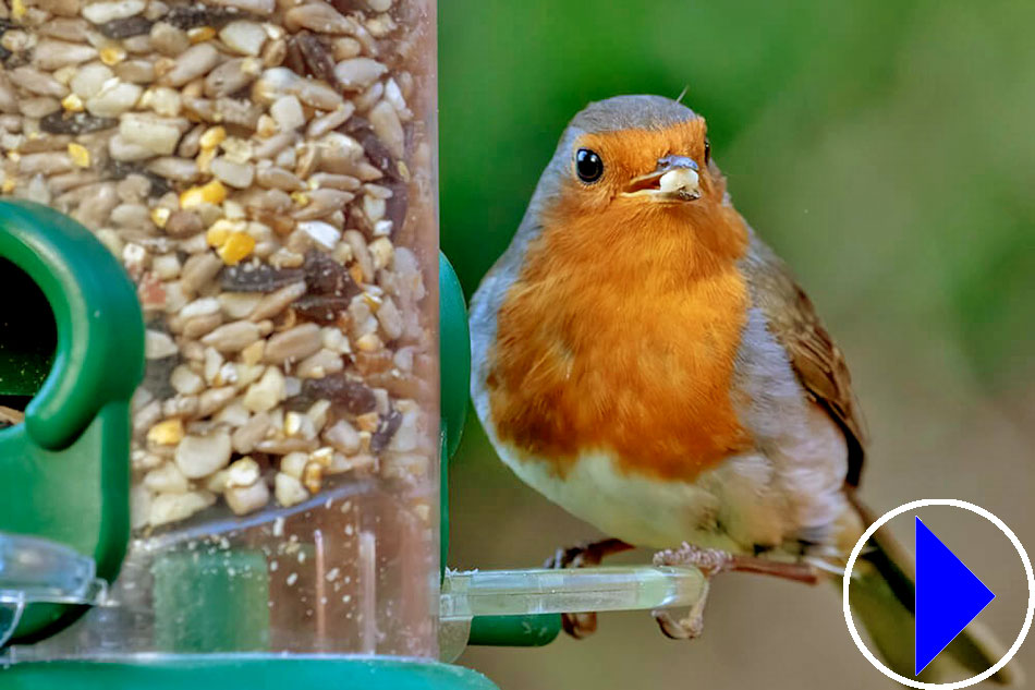 robin at a feeder
