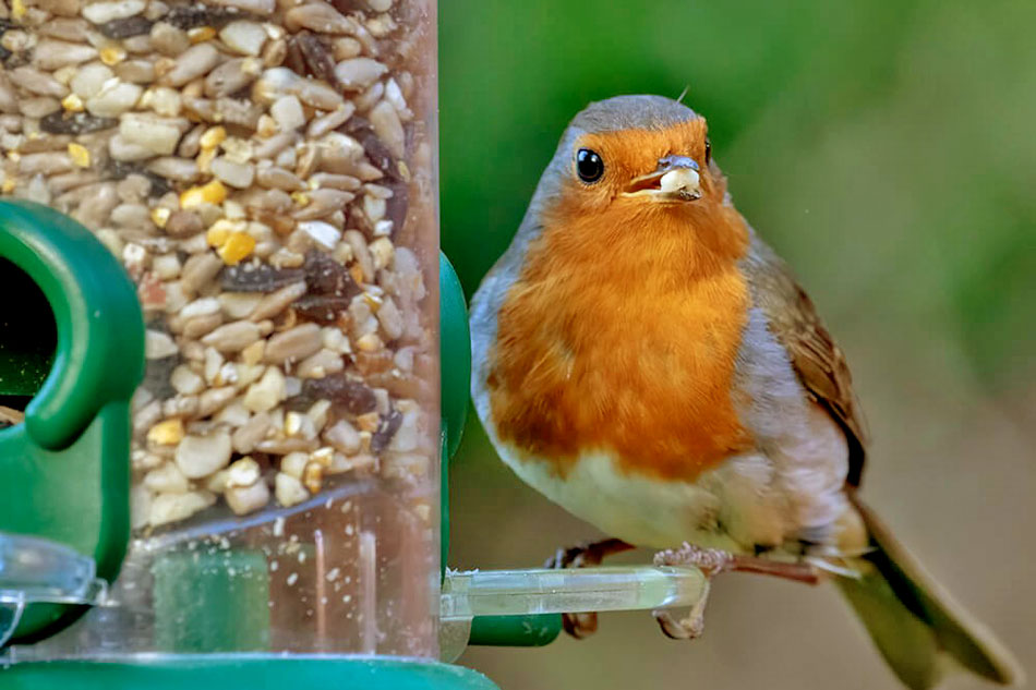robin at a feeder