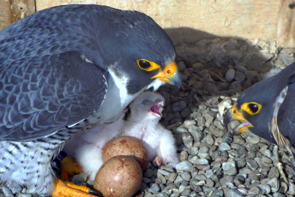  peregrine falcon and chicks