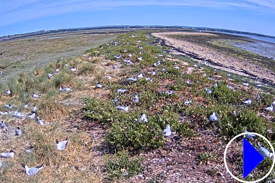 rspb langstone harbour
