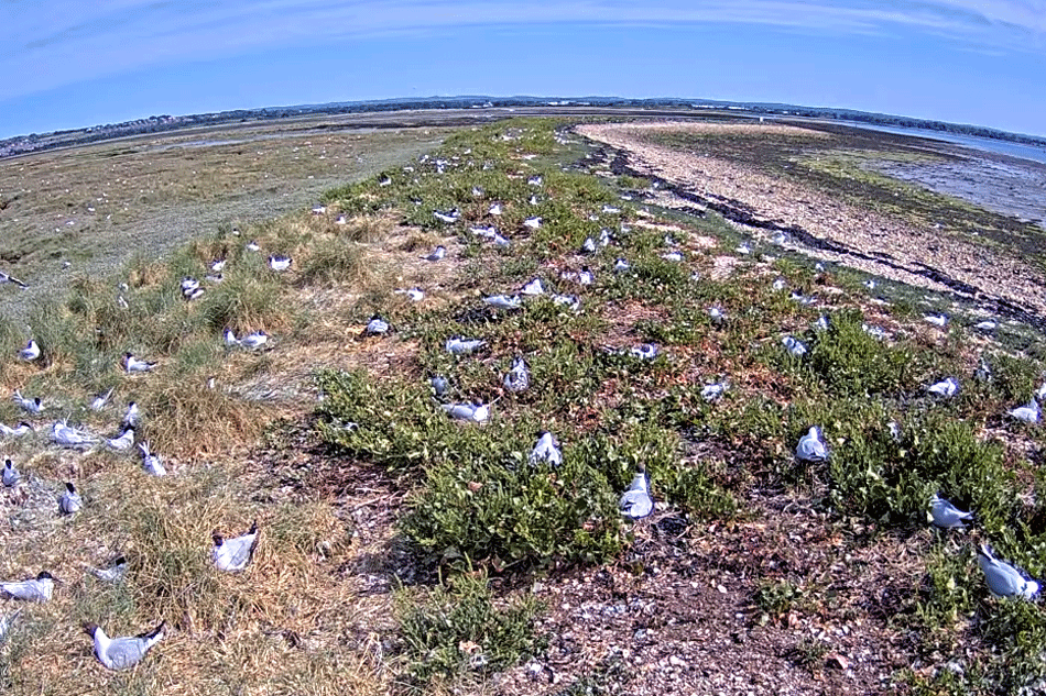 rspb langstone harbour