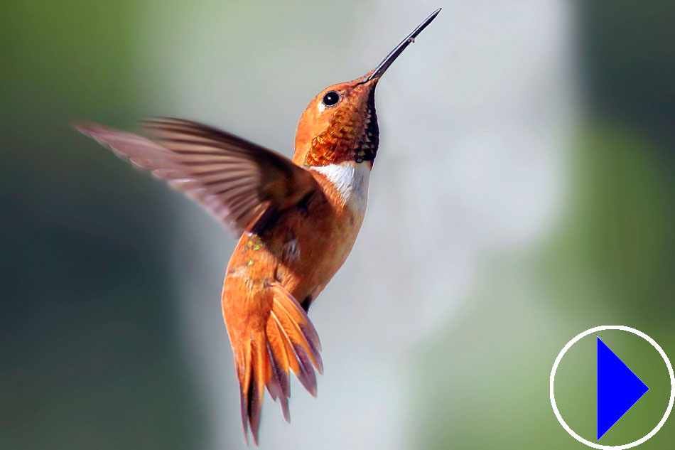 rufous hummingbird in flight