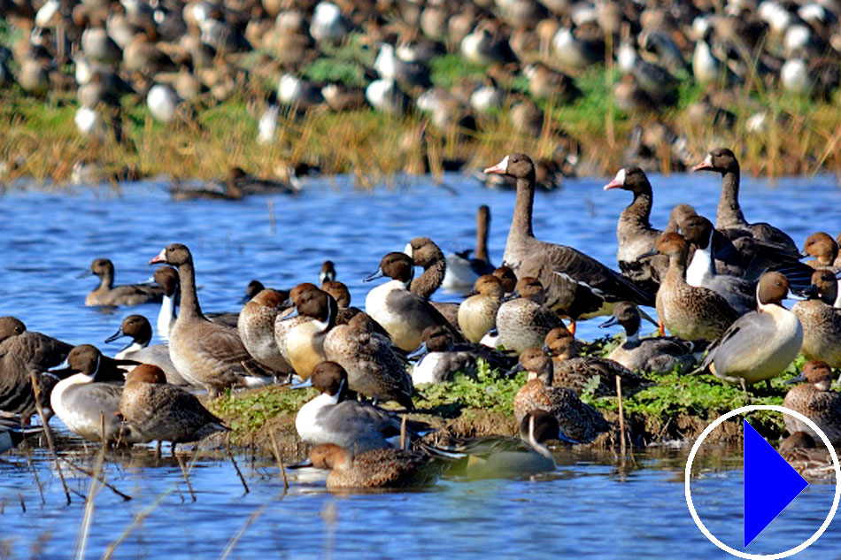 birdlife at sacramento wildlife refuge