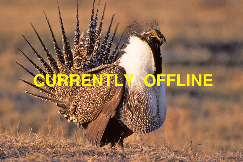 Sage Grouse