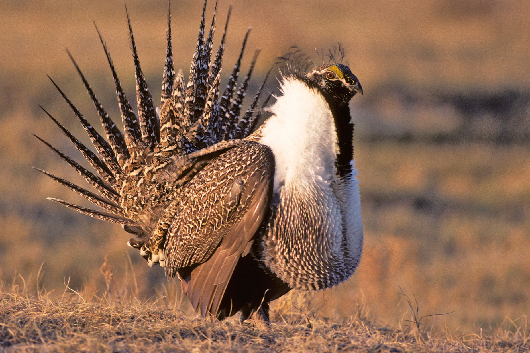 Sage Grouse