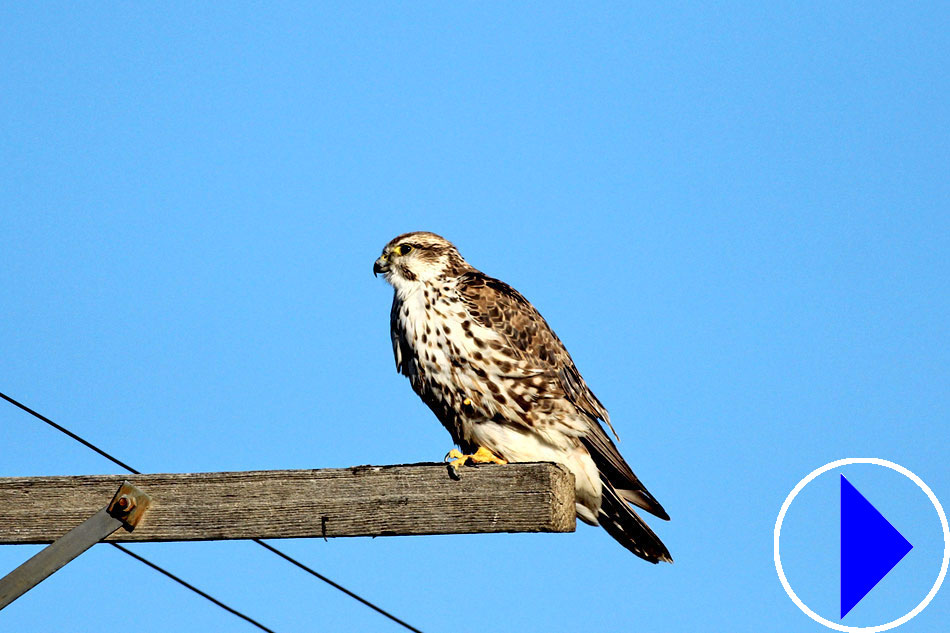 saker falcon nest in hungary