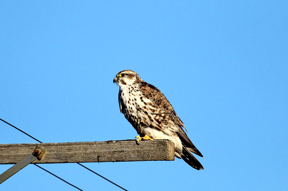 Saker Falcon sittind on a post