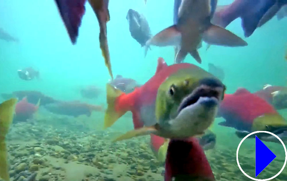 Live Streaming Fish cam Spawning Salmon Katmai National Park Alaska