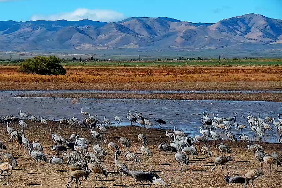 sandhill cranes in arizona