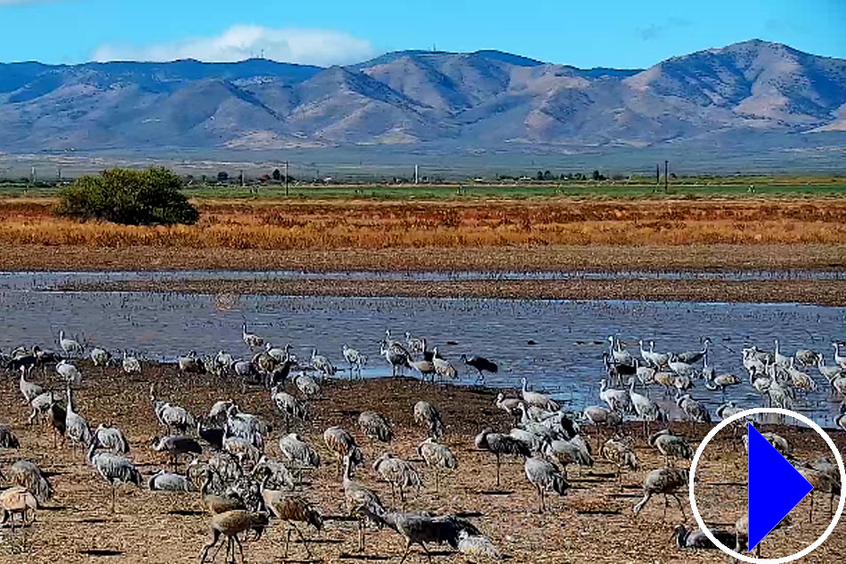 sandhill cranes in arizona